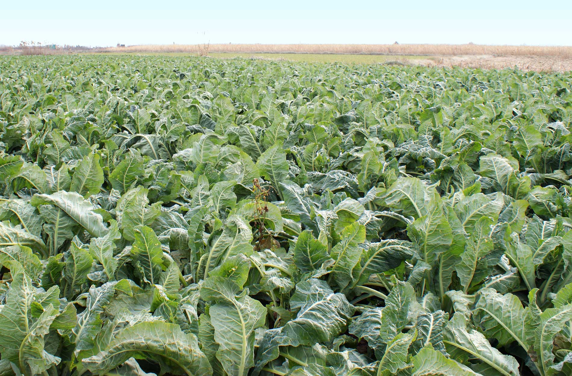 AGRÍCOLA DE ESPECIALIDADES RIBERAS (Buñuel)