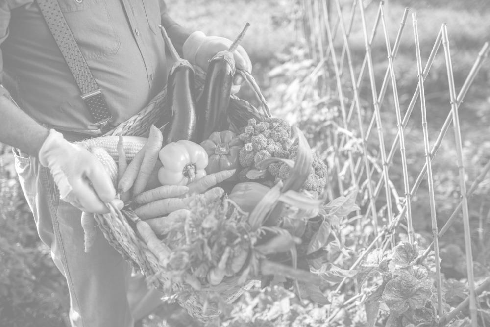 AGRÍCOLA DE ESPECIALIDADES RIBERAS, S.L. (BUÑUEL)