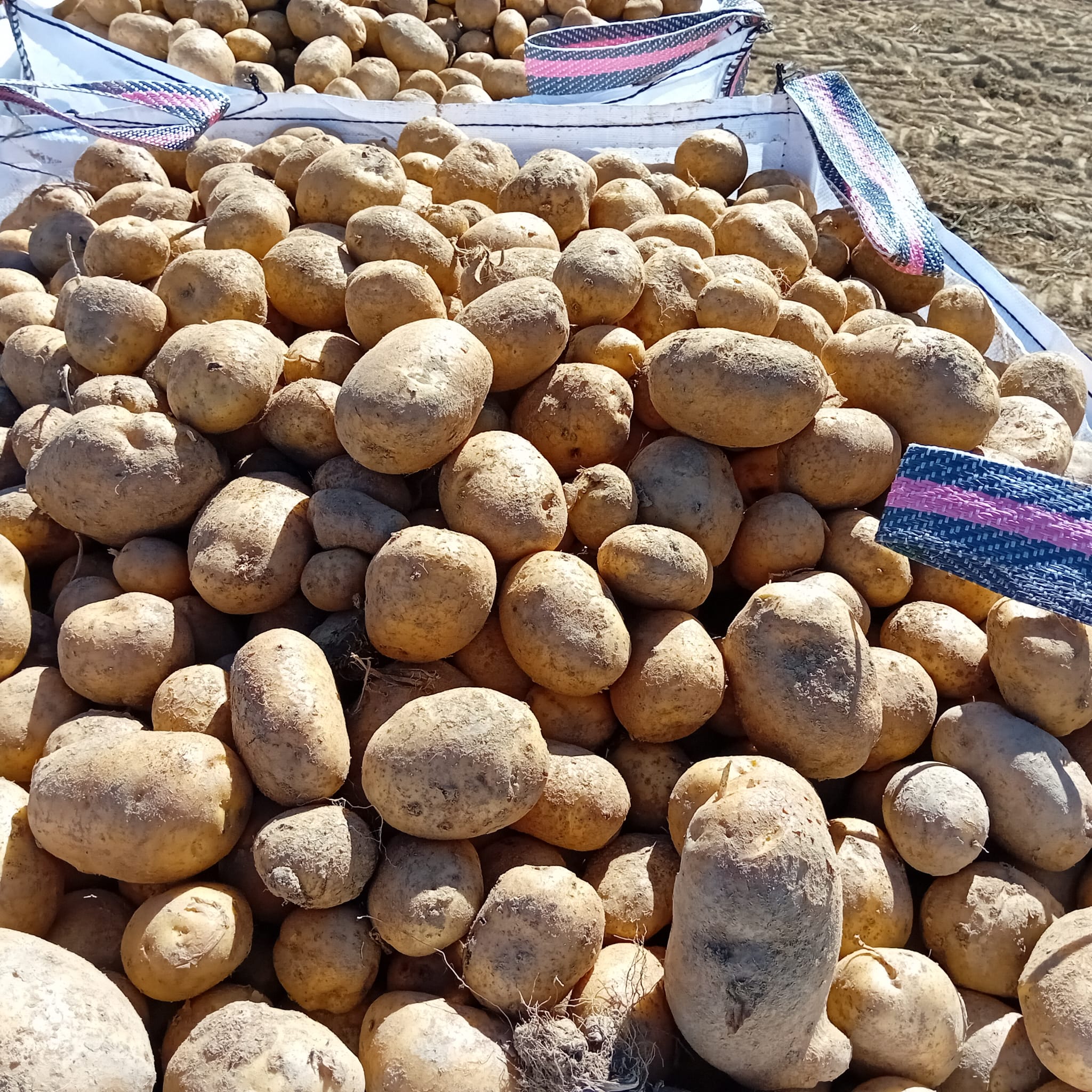 CARLOS LEACHE ARRESE (Auritz / Burguete)