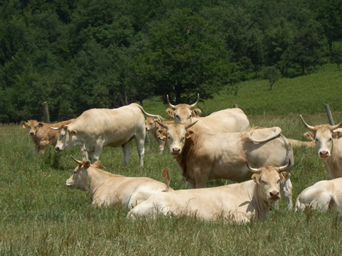 SAT  HERMANOS ÁBREGO BUJANDA Nº671. (Iguzquiza)