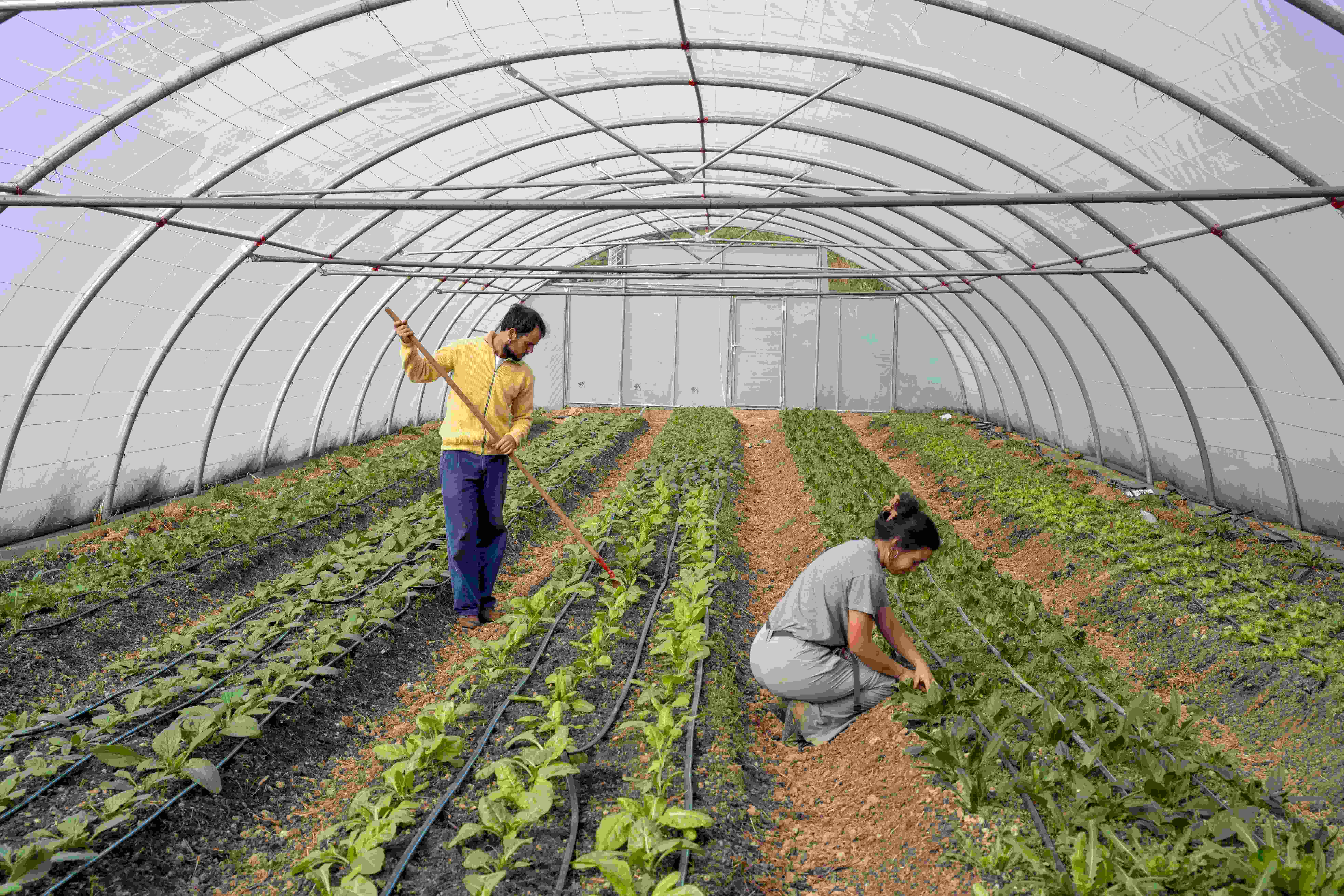 HARRI HERRI NEKAZARITZA (Uharte Arakil)