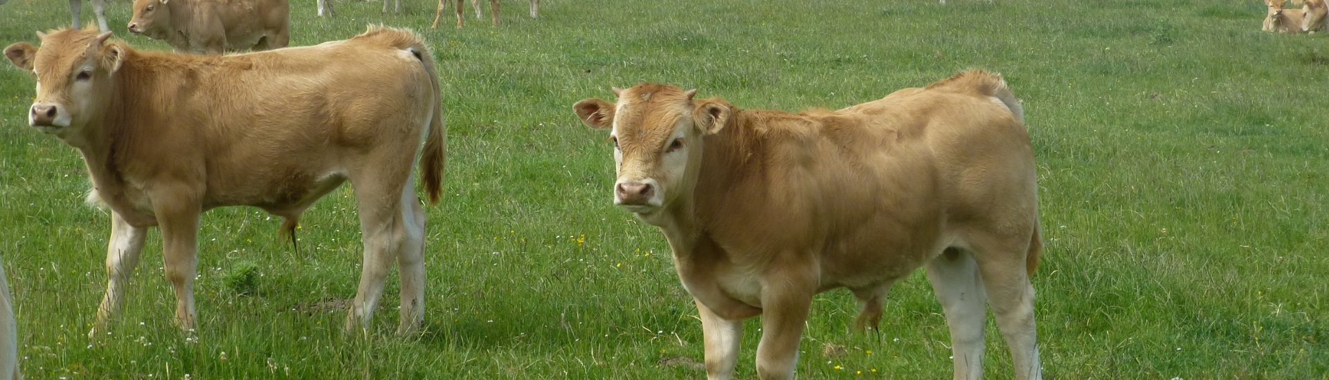 AURITZ GURIDI LOIDI (Dorrao / Torrano)