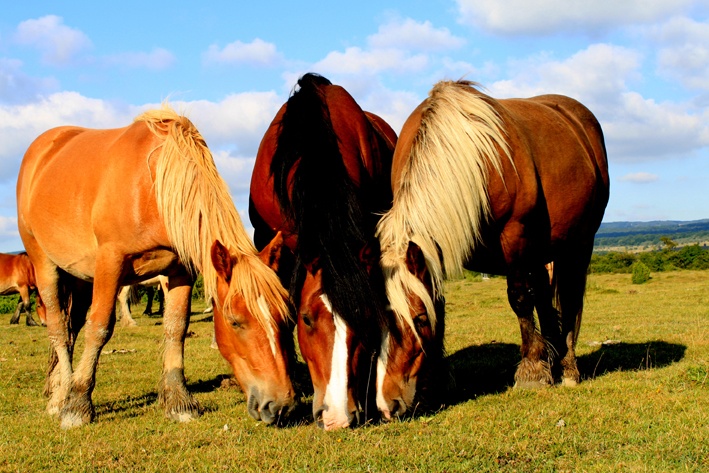URTASUN-IRIARTE TCEA (Arboniés)
