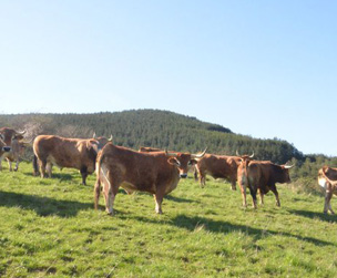 CARNICERÍA SAN MIGUEL IRAGUI (Zabaldika)