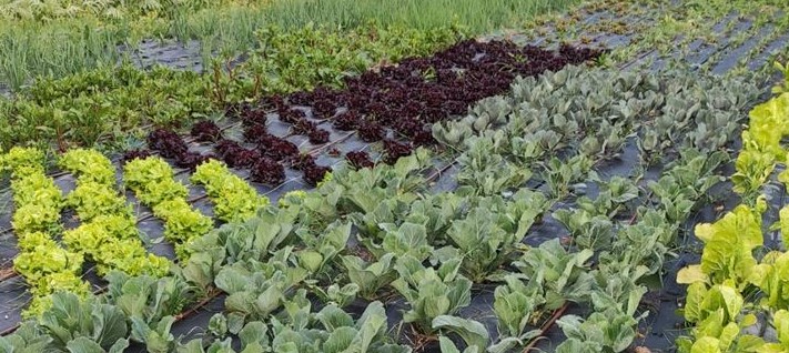 JAVIER LANDA DÍAZ. (Marcilla)