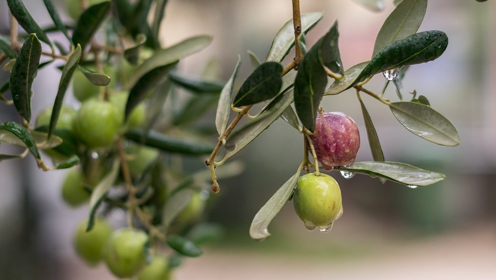 ALBERTO CASAJÚS PÉREZ. (Murchante)