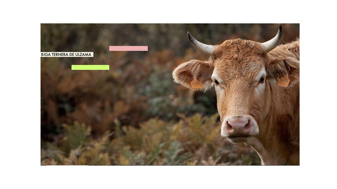 MIGUEL ERROZ PEREZ - BIGA TERNERA DE ULZAMA (Eltzaburu)