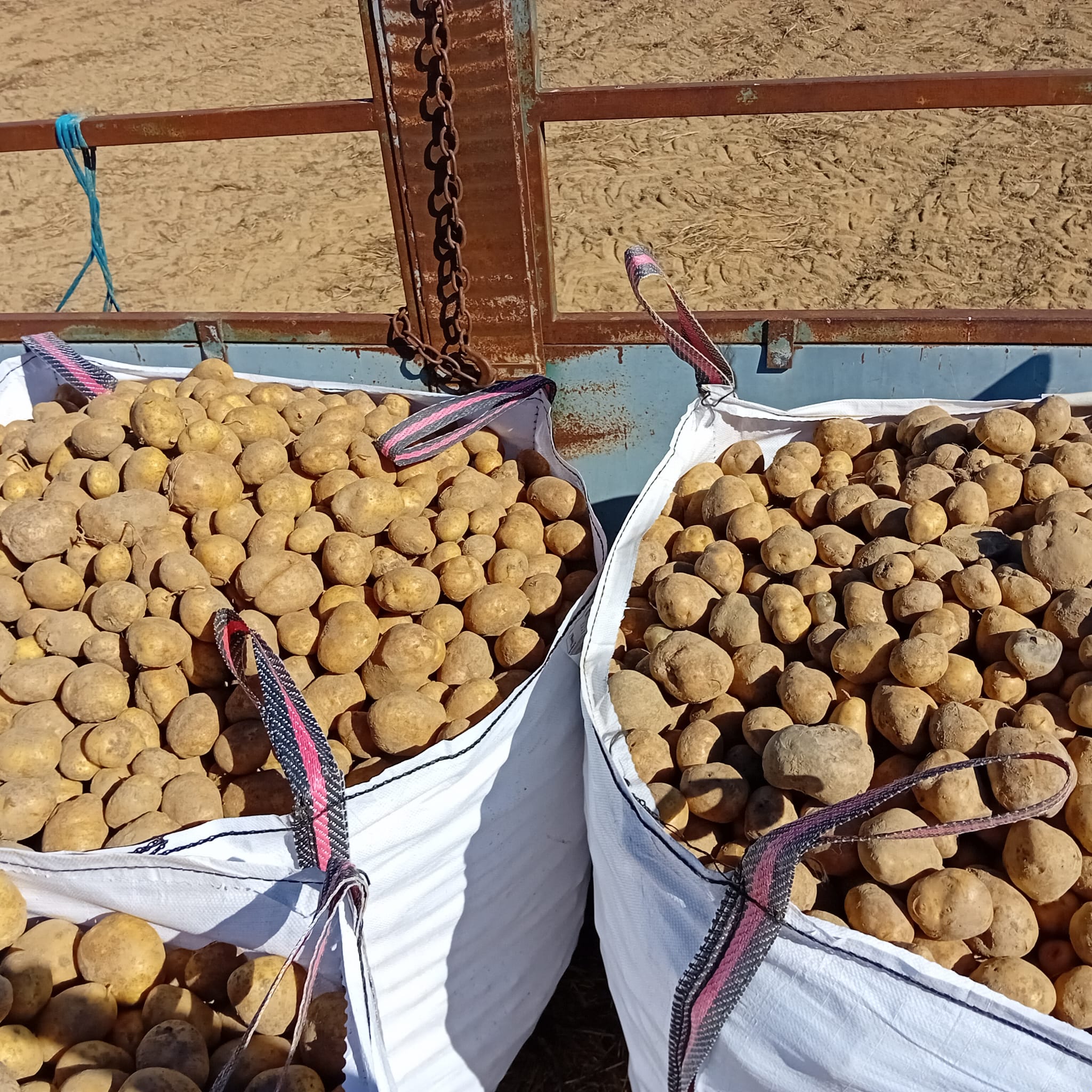 CARLOS JOSE BUENO RECA (Hiriberri / Villanueva de Aezkoa)