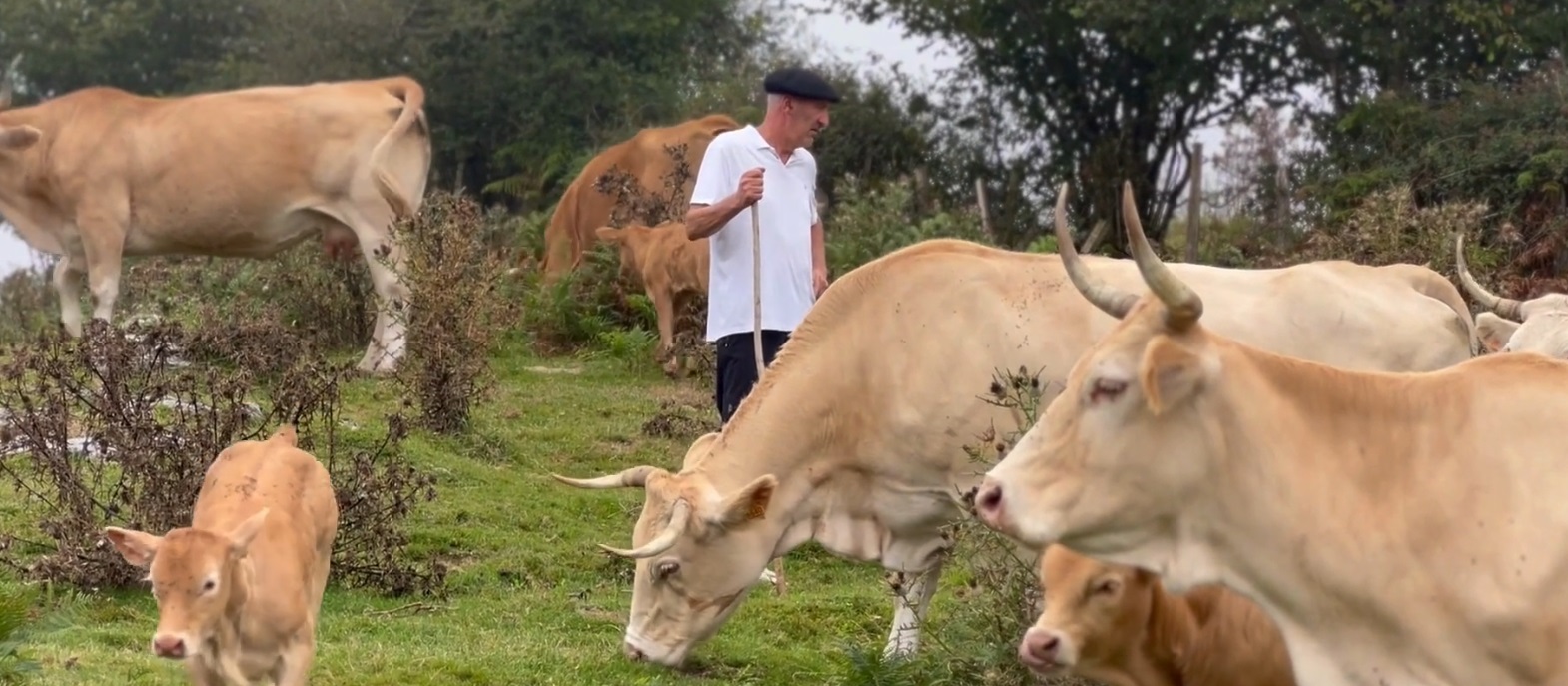 JESUS ARTOLA ARRAIAGO - Alpaitteneko Harategia (Areso)