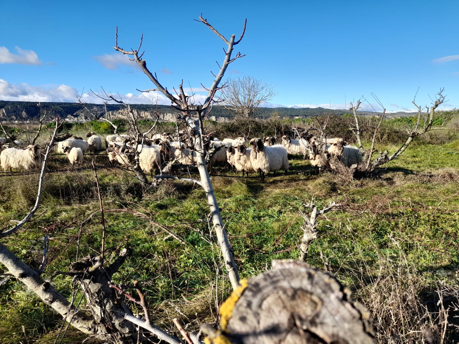 DANIEL AUSEJO ITURRALDE (Falces)