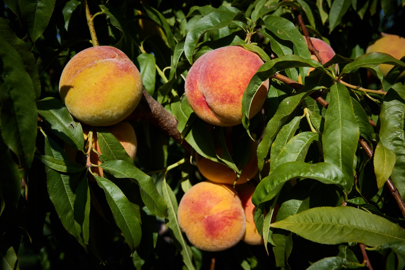 DANIEL AUSEJO ITURRALDE (Falces)