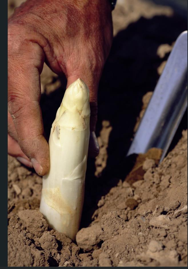 DAVID AZCONA ZABALZA (Ancín / Antzin)