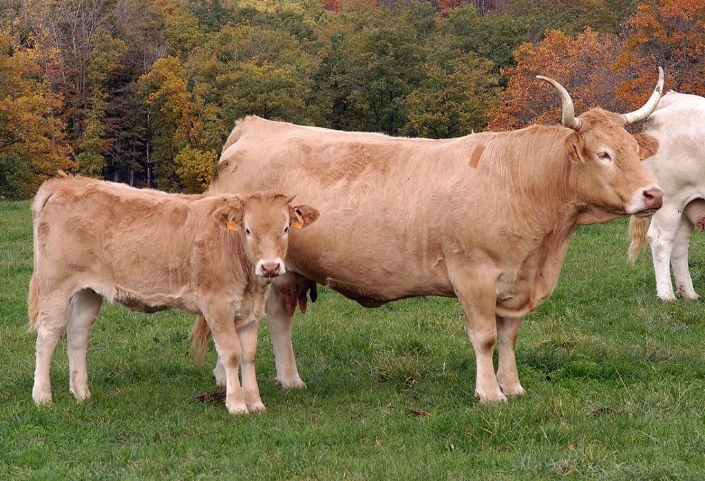 SAT ZAMARGILENEA 686 NA (Aniz)