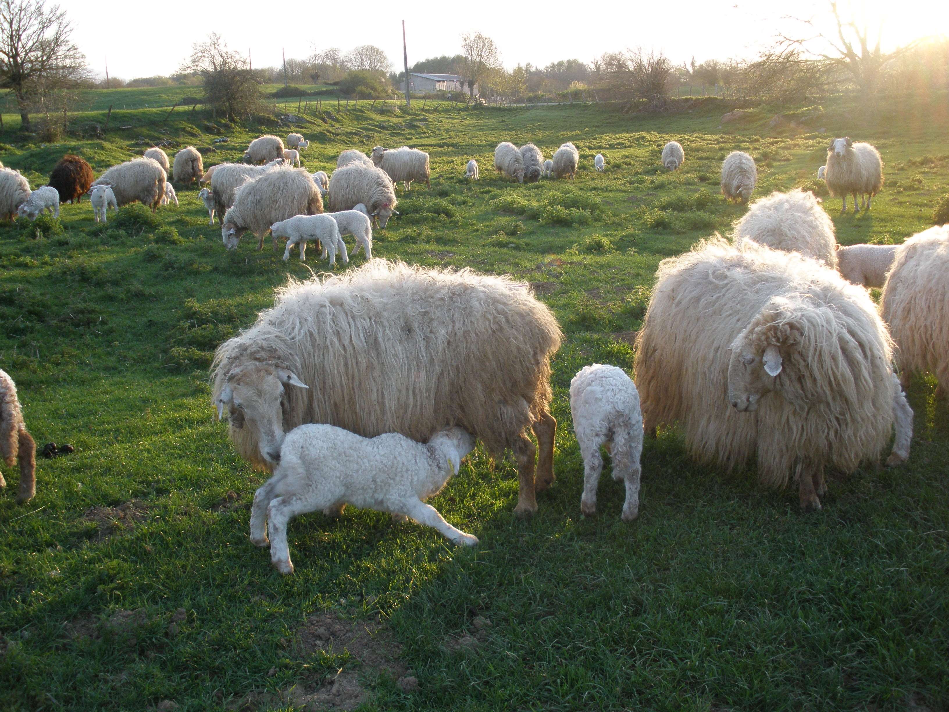 BIKAIN (Etxarri- Larraun)