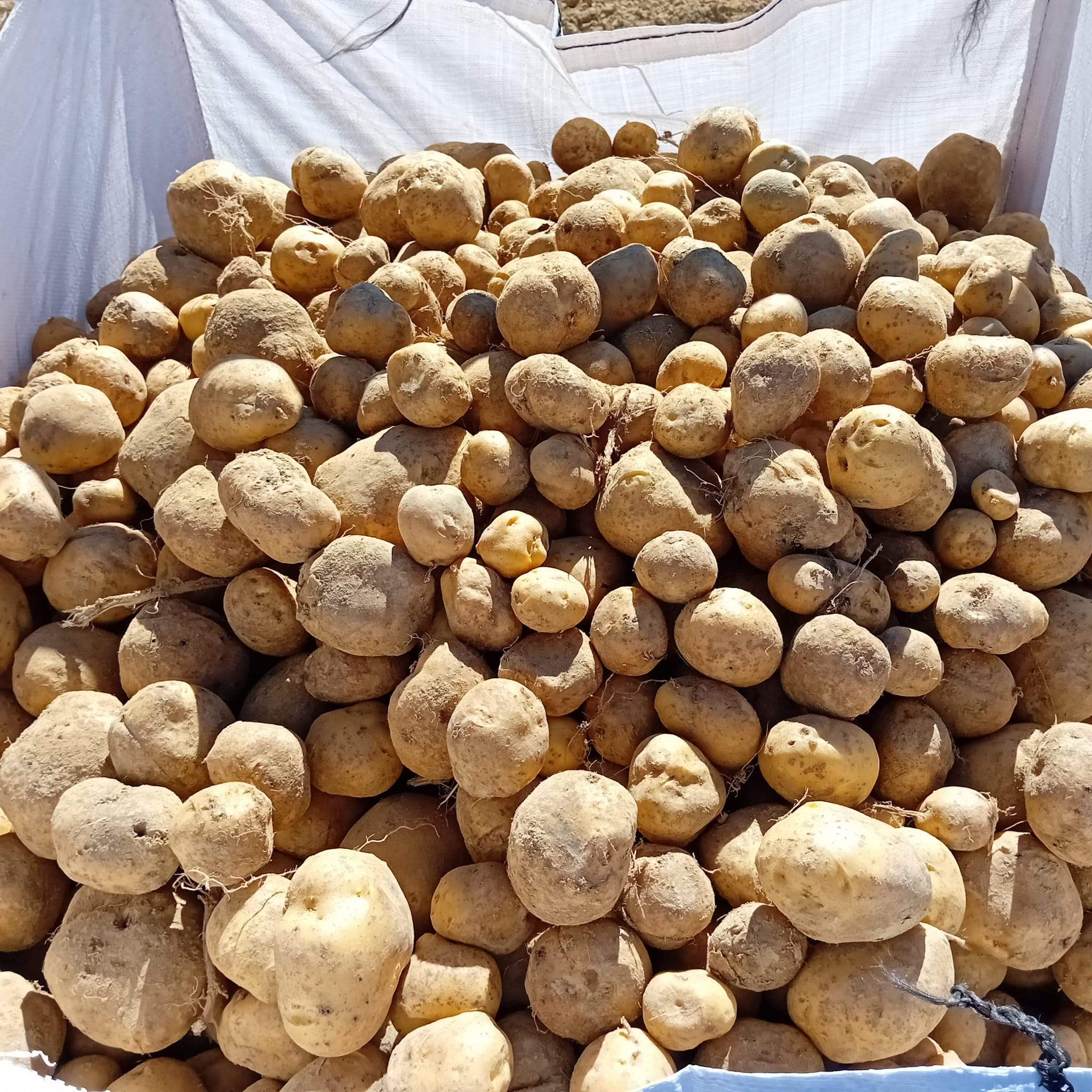 JAVIER APAT IRIARTE (Orbaizeta)