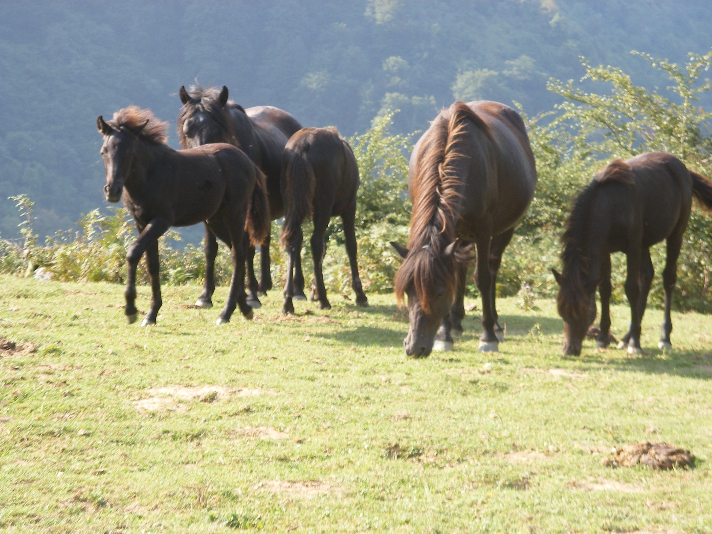 IDOIA RESANO IGOA (Dorrao / Torrano)