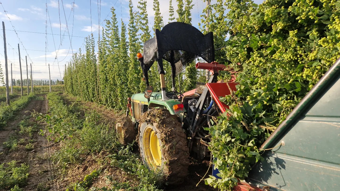 QUEEN COUNTRY HOPS (Olite - Erriberri)
