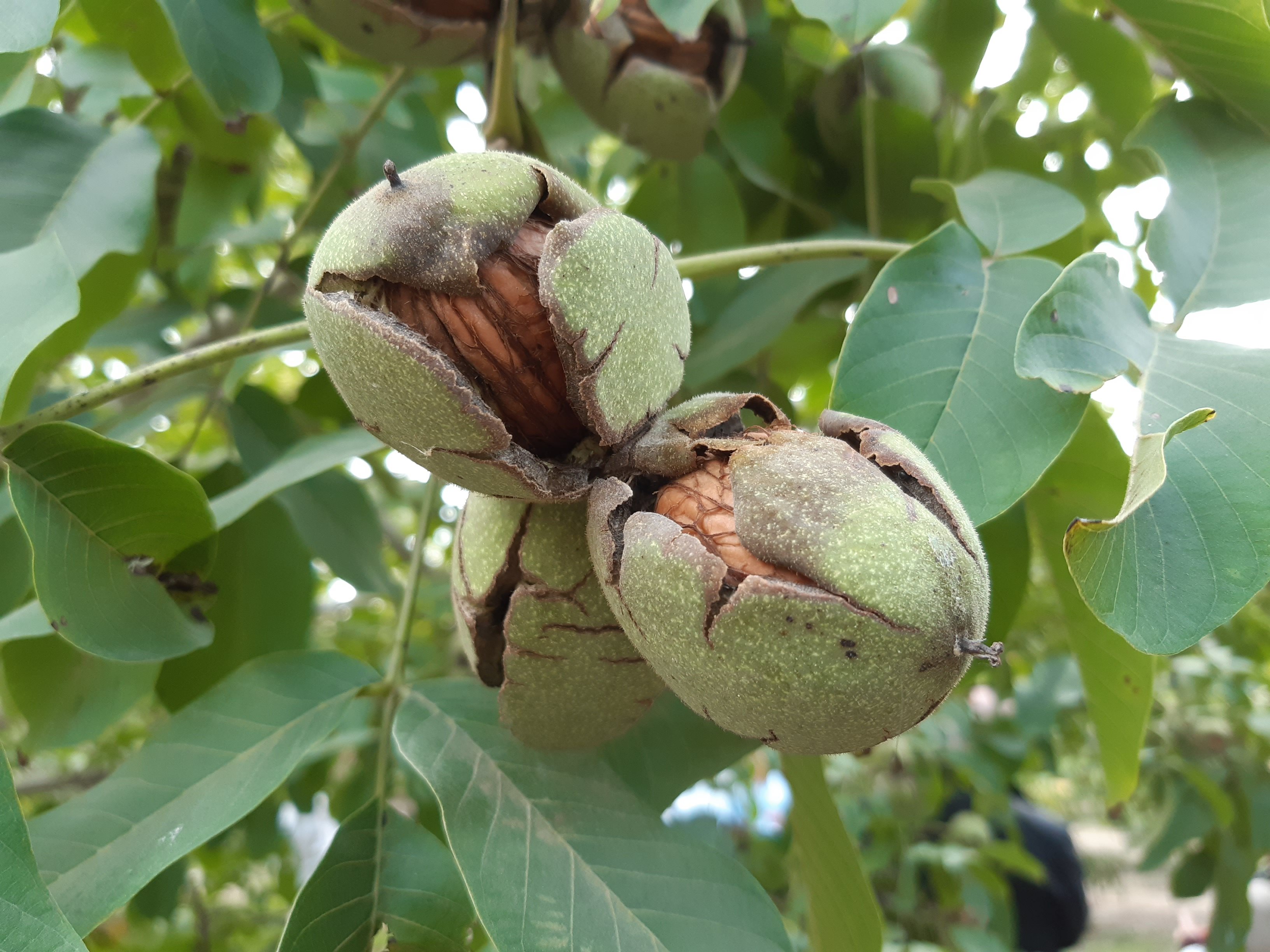 ANTONIO ALDAZ DE ECHAVACOIZ VALERIO (Allo)